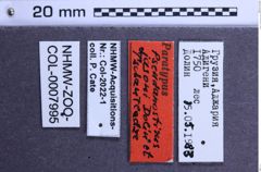Etiketten zu Pseudanostirus jansoni (NHMW-ZOO-COL-0007995)